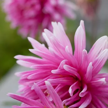 Astromeria 3* Makrirrákhi