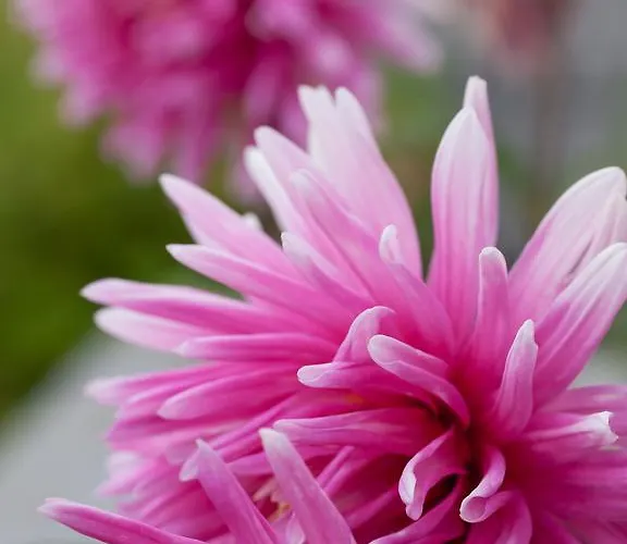 Astromeria 3* Makrirrakhi